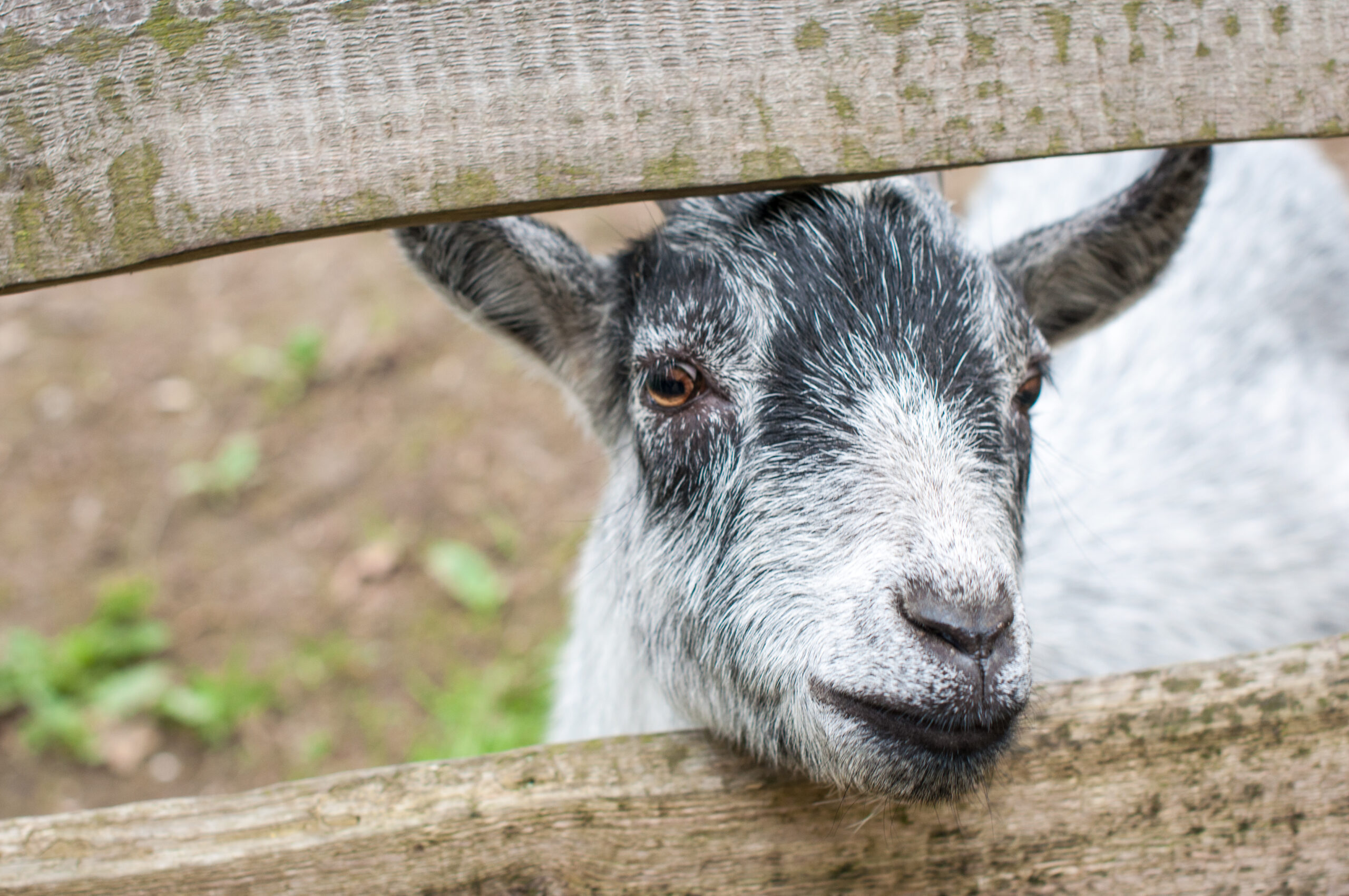 Esel, Ziegen, Meerschweinchen, Kaninchen und dazwischen jede Menge Kinder, die sich liebevoll um die haarigen Eurohof-Bewohner kümmern. Unsere Tiere warten nur darauf, gestreichelt und umsorgt zu werden.