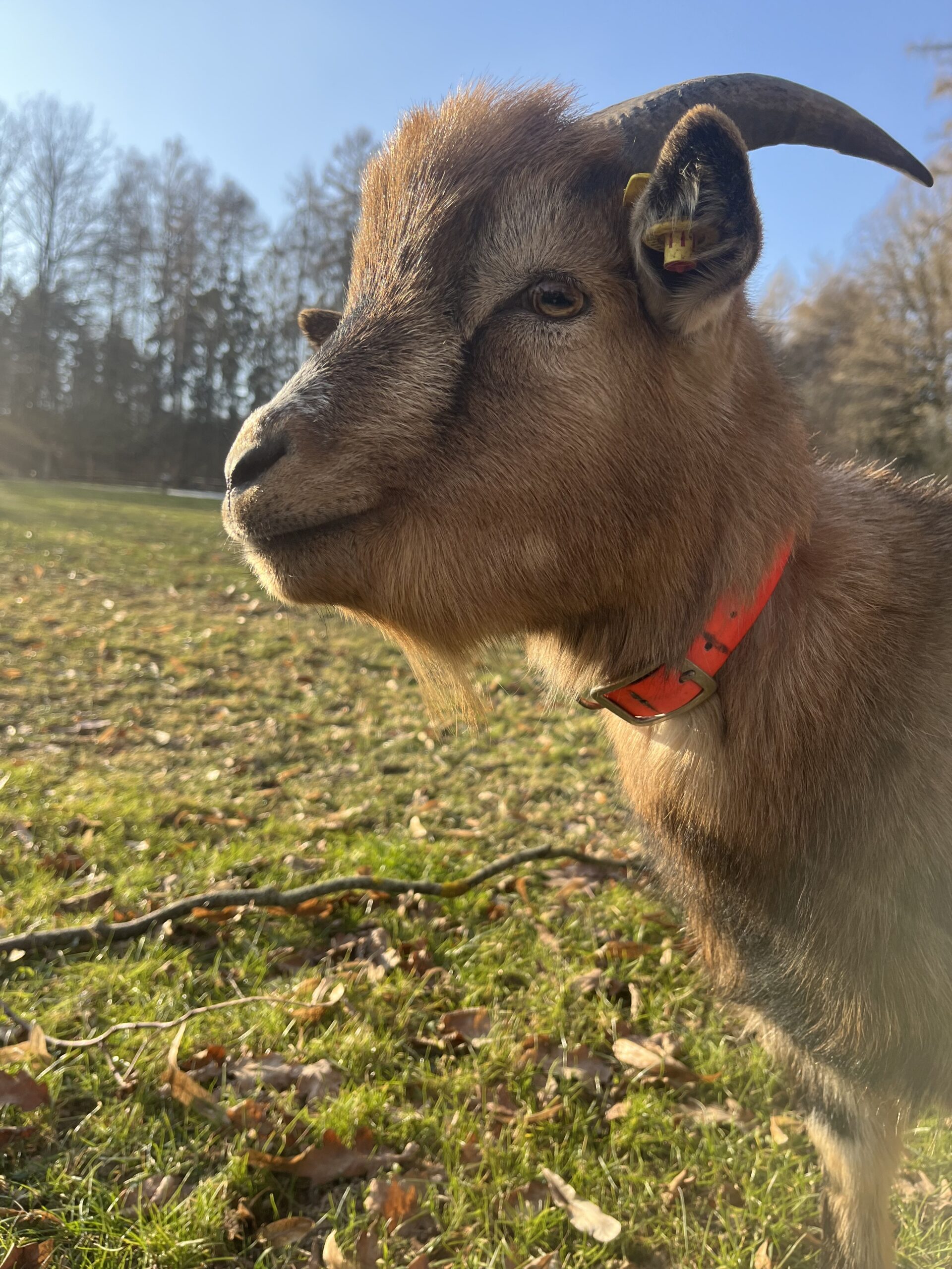 Schullandheim-Exkursionen in den Wald</p>
<p>Niemand kennt den Wald wie er. Jeder Baum, jeder Fuchsbau ist ihm bekannt. Streift man mit einem Förster durch den Wald, erfährt man unglaublich viel und sieht plötzlich Dinge, die man sonst gar nicht beachtet hätte.<br />
