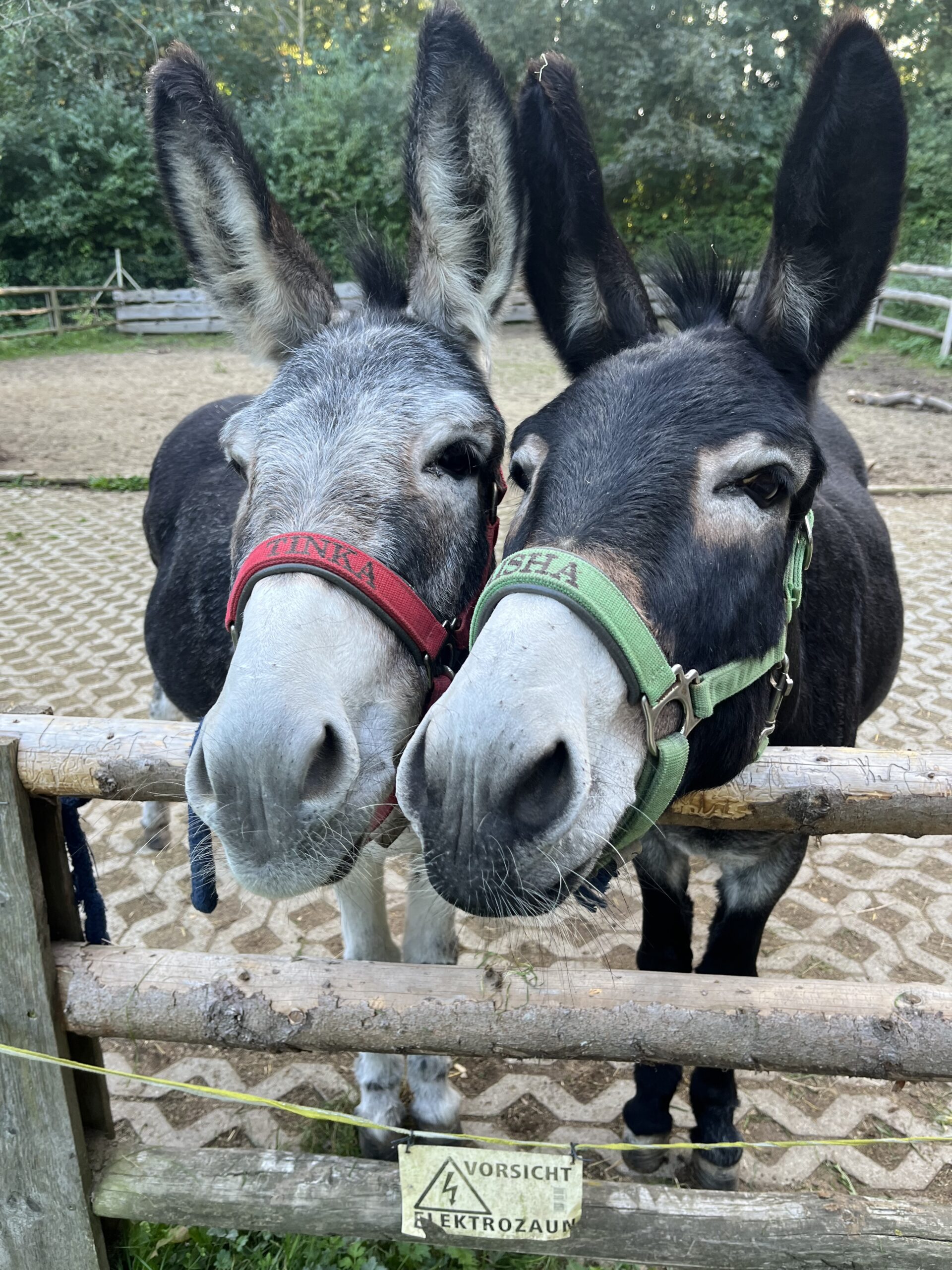 Schullandheim-Exkursionen in den Wald</p>
<p>Niemand kennt den Wald wie er. Jeder Baum, jeder Fuchsbau ist ihm bekannt. Streift man mit einem Förster durch den Wald, erfährt man unglaublich viel und sieht plötzlich Dinge, die man sonst gar nicht beachtet hätte.<br />
